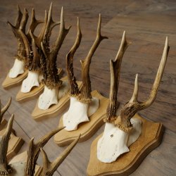 Cuernos de corzo: 10 ejemplares de corzo macho en nuevas placas de trofeos. Corzo, corzo macho, cuernos. 22.1436