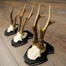 Reebogen, 3 stuks reebokken op nieuwe trofeeplaten,...