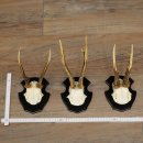 Reebogen, 3 stuks reebokken op nieuwe trofeeplaten,...