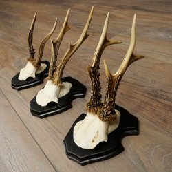 Reebogen, 3 stuks reebokken op nieuwe trofeeplaten, reeën, reebok, bogen 22.1437