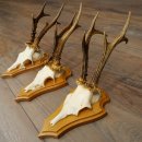 3 Roe Deer Antlers, 3 Roe Deer Bucks on Trophy Plaques,...
