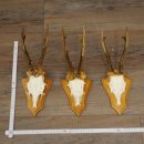 3 Roe Deer Antlers, 3 Roe Deer Bucks on Trophy Plaques,...