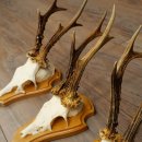 3 Roe Deer Antlers, 3 Roe Deer Bucks on Trophy Plaques, Roe Deer, Roe Deer Buck, Antlers 22.1438