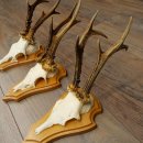3 Roe Deer Antlers, 3 Roe Deer Bucks on Trophy Plaques, Roe Deer, Roe Deer Buck, Antlers 22.1438