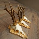 3 Roe Deer Antlers, 3 Roe Deer Bucks on Trophy Plaques, Roe Deer, Roe Deer Buck, Antlers 22.1438