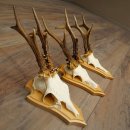 3 Roe Deer Antlers, 3 Roe Deer Bucks on Trophy Plaques, Roe Deer, Roe Deer Buck, Antlers 22.1438
