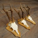3 Roe Deer Antlers, 3 Roe Deer Bucks on Trophy Plaques, Roe Deer, Roe Deer Buck, Antlers 22.1438