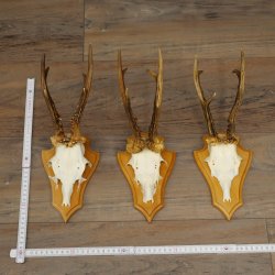 3 Roe Deer Antlers, 3 Roe Deer Bucks on Trophy Plaques, Roe Deer, Roe Deer Buck, Antlers 22.1438