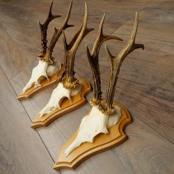 3 Roe Deer Antlers, 3 Roe Deer Bucks on Trophy Plaques, Roe Deer, Roe Deer Buck, Antlers 22.1438