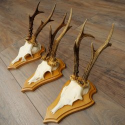 3 Roe Deer Antlers, 3 Roe Deer Bucks on Trophy Plaques, Roe Deer, Roe Deer Buck, Antlers 22.1438