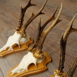 3 Roe Deer Antlers, 3 Roe Deer Bucks on Trophy Plaques, Roe Deer, Roe Deer Buck, Antlers 22.1438