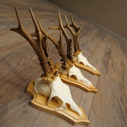3 Roe Deer Antlers, 3 Roe Deer Bucks on Trophy Plaques, Roe Deer, Roe Deer Buck, Antlers 22.1438