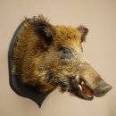 Jabalí europeo Cabeza de jabalí Altura: 55 cm Cabeza Taxidermia Trofeo 34.1.81