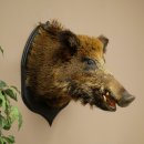Jabalí europeo Cabeza de jabalí Altura: 55 cm Cabeza Taxidermia Trofeo 34.1.81