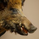 Jabalí europeo Cabeza de jabalí Altura: 55 cm Cabeza Taxidermia Trofeo 34.1.81