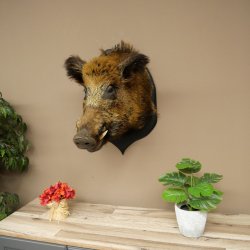 Jabalí europeo Cabeza de jabalí Altura: 55 cm Cabeza Taxidermia Trofeo 34.1.81