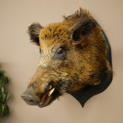 Jabalí europeo Cabeza de jabalí Altura: 55 cm Cabeza Taxidermia Trofeo 34.1.81