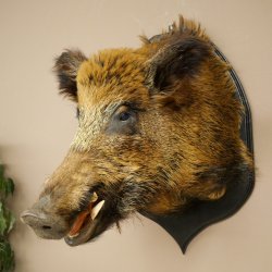 Jabalí europeo Cabeza de jabalí Altura: 55 cm Cabeza Taxidermia Trofeo 34.1.81