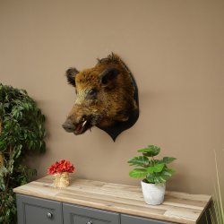Jabalí europeo Cabeza de jabalí Altura: 55 cm Cabeza Taxidermia Trofeo 34.1.81