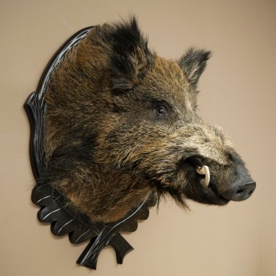 Wildschwein Europäisches Keiler Keilerkopf Höhe 70 cm Kopf Tierpräparat Präparat Trophäe Schild 34.1.82