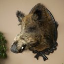 Wildschwein Europäisches Keiler Keilerkopf Höhe 70 cm Kopf Tierpräparat Präparat Trophäe Schild 34.1.82
