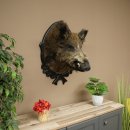 Wildschwein Europäisches Keiler Keilerkopf Höhe 70 cm Kopf Tierpräparat Präparat Trophäe Schild 34.1.82