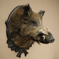 Wildschwein Europäisches Keiler Keilerkopf Höhe 70 cm Kopf Tierpräparat Präparat Trophäe Schild 34.1.82