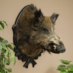 Wildschwein Europäisches Keiler Keilerkopf Höhe 70 cm Kopf Tierpräparat Präparat Trophäe Schild 34.1.82
