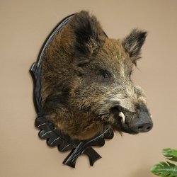 Wildschwein Europäisches Keiler Keilerkopf Höhe 70 cm Kopf Tierpräparat Präparat Trophäe Schild 34.1.82