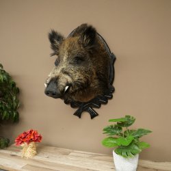 Wildschwein Europäisches Keiler Keilerkopf Höhe 70 cm Kopf Tierpräparat Präparat Trophäe Schild 34.1.82