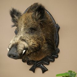 Wildschwein Europäisches Keiler Keilerkopf Höhe 70 cm Kopf Tierpräparat Präparat Trophäe Schild 34.1.82