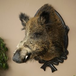 Wildschwein Europäisches Keiler Keilerkopf Höhe 70 cm Kopf Tierpräparat Präparat Trophäe Schild 34.1.82