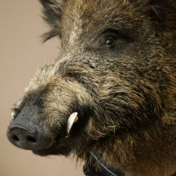 Wildschwein Europäisches Keiler Keilerkopf Höhe 70 cm Kopf Tierpräparat Präparat Trophäe Schild 34.1.82