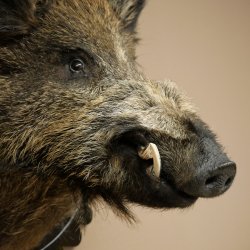 Wildschwein Europäisches Keiler Keilerkopf Höhe 70 cm Kopf Tierpräparat Präparat Trophäe Schild 34.1.82