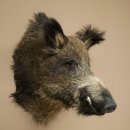 Jabalí europeo, cabeza de jabalí, altura 65 cm, cabeza, animal disecado, disecado, trofeo 34.1.83