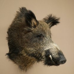 Jabalí europeo, cabeza de jabalí, altura 65 cm, cabeza, animal disecado, disecado, trofeo 34.1.83