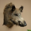Wildschwein Europäischer Keiler Keilerkopf Höhe 65 cm Kopf Tierpräparat Präparat Trophäe 34.1.84