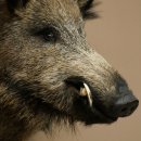 Wildschwein Europäischer Keiler Keilerkopf Höhe 65 cm Kopf Tierpräparat Präparat Trophäe 34.1.84