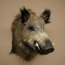 Wildschwein Europäischer Keiler Keilerkopf Höhe 65 cm Kopf Tierpräparat Präparat Trophäe 34.1.84