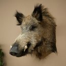 Wildschwein Europäischer Keiler Keilerkopf Höhe 65 cm Kopf Tierpräparat Präparat Trophäe 34.1.84