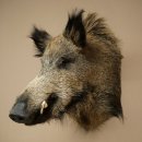 Wildschwein Europäischer Keiler Keilerkopf Höhe 65 cm Kopf Tierpräparat Präparat Trophäe 34.1.84