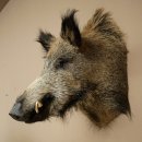 Wildschwein Europäischer Keiler Keilerkopf Höhe 65 cm Kopf Tierpräparat Präparat Trophäe 34.1.84