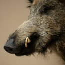 Wildschwein Europäischer Keiler Keilerkopf Höhe 65 cm Kopf Tierpräparat Präparat Trophäe 34.1.84