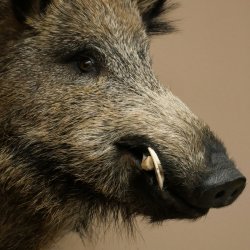 Wildschwein Europäischer Keiler Keilerkopf Höhe 65 cm Kopf Tierpräparat Präparat Trophäe 34.1.84