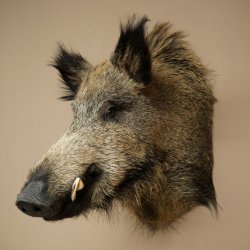 Wildschwein Europäischer Keiler Keilerkopf Höhe 65 cm Kopf Tierpräparat Präparat Trophäe 34.1.84