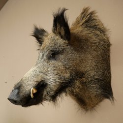 Wildschwein Europäischer Keiler Keilerkopf Höhe 65 cm Kopf Tierpräparat Präparat Trophäe 34.1.84