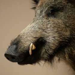 Wildschwein Europäischer Keiler Keilerkopf Höhe 65 cm Kopf Tierpräparat Präparat Trophäe 34.1.84