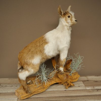 Geit, jonge geitjes, geitenlam, opgezette exemplaar, hoogte 67 cm, trofee, volledig opgezette exemplaar 84.13.8