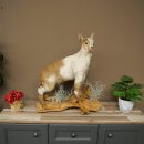 Geit, jonge geitjes, geitenlam, opgezette exemplaar, hoogte 67 cm, trofee, volledig opgezette exemplaar 84.13.8