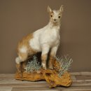 Geit, jonge geitjes, geitenlam, opgezette exemplaar, hoogte 67 cm, trofee, volledig opgezette exemplaar 84.13.8